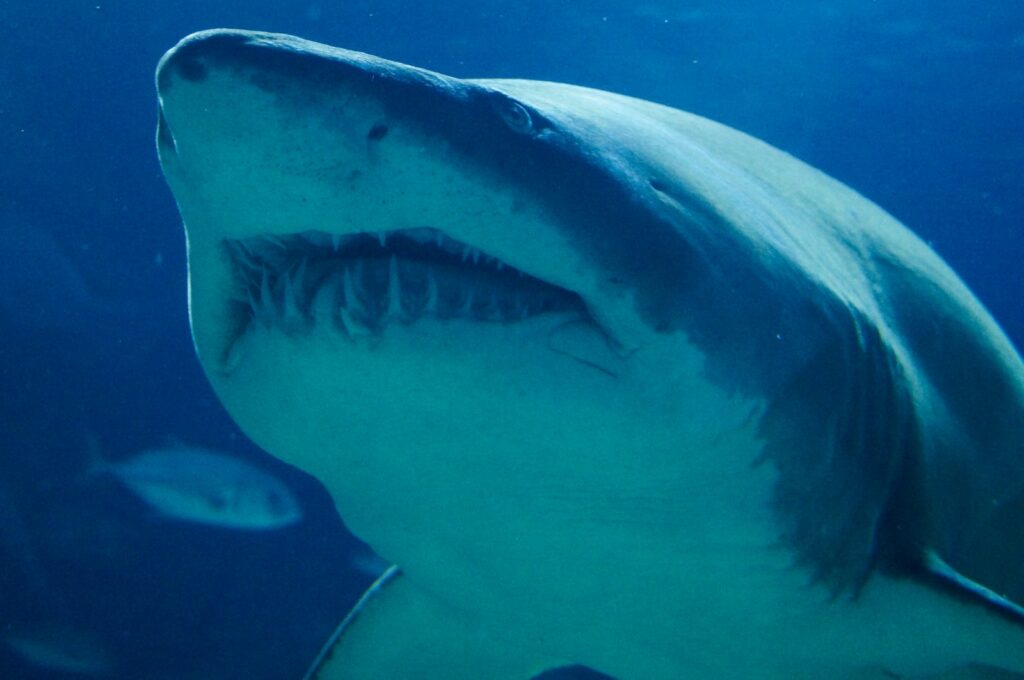 great whale shark