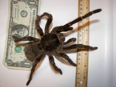 The Biggest Tarantula in the World – Its Fangs Are the Stuff of Nightmares