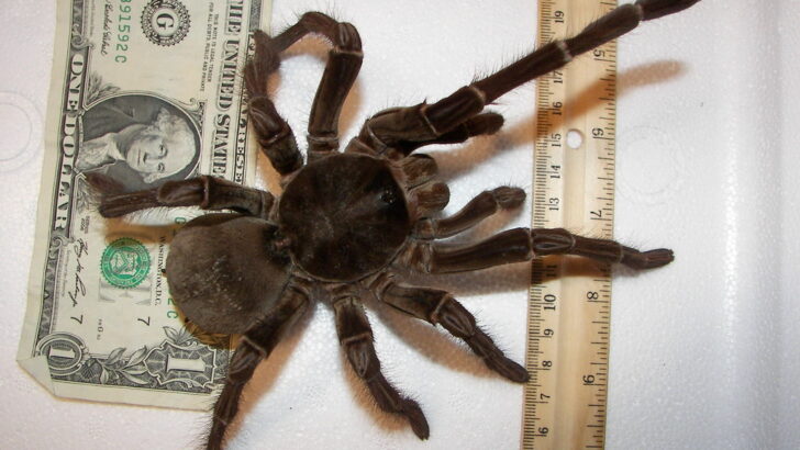 The Biggest Tarantula in the World – Its Fangs Are the Stuff of Nightmares