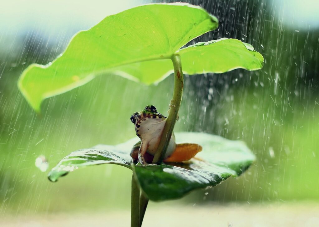 frog, green, leaf, frog, frog, frog, frog, frog, nature, leaf