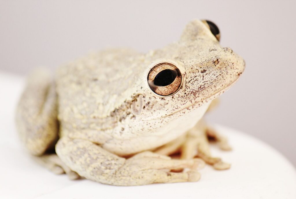 frog, toad, amphibian, tree frog, animal, wildlife, creature, nature, frog, frog, frog, frog, frog
