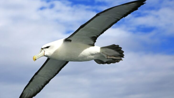 The Animal That Has the Most Efficient Energy Use in Movement