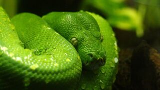 Detailed shot of a vibrant green tree python coiled with scales visible and droplets accentuating its color.