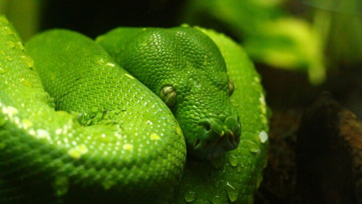 The Deadliest Snake Encounter Stories – Real-Life Close Calls