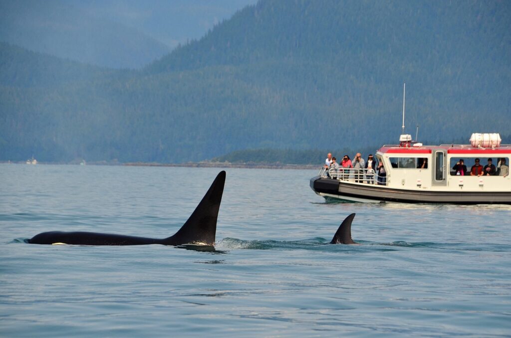 orcas, killer whales, nature, whale watching, fjord, alaska, sea, ocean, orcas, killer whales, whale watching, whale watching, whale watching, whale watching, whale watching