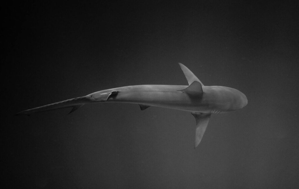 Close-up black and white photo of a shark swimming in deep ocean waters.