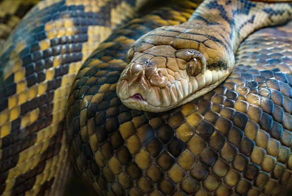 Eastern hognose snake