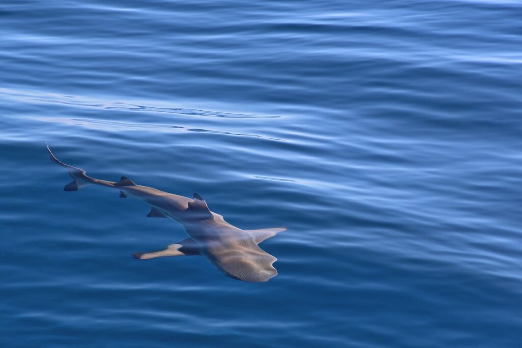 shark, blacktip reef shark, sea, moorea, french polinesia, fish, water, diving, carcharhinus melanopterus, underwater, ocean, nature, shark, shark, shark, shark, shark