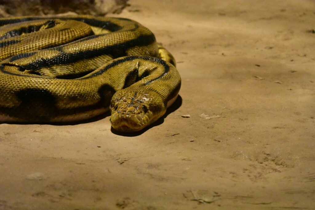 A brown snake slithering around