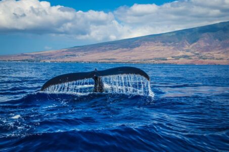 Why Do Orcas Kill Great White Sharks? The Startling Science