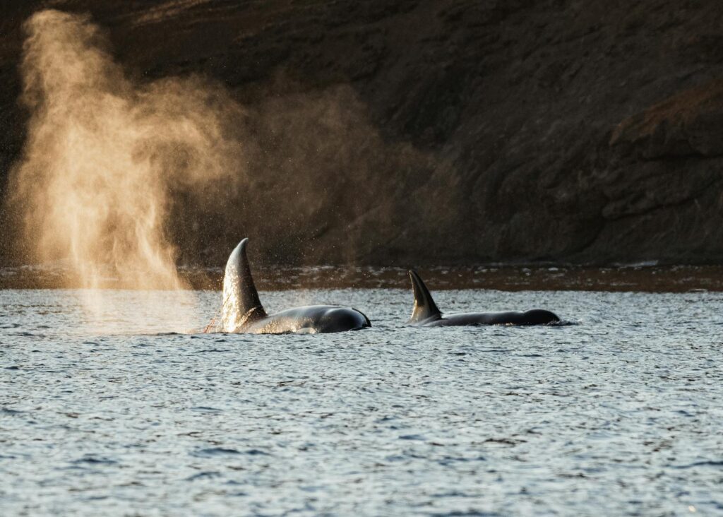 Captivating scene of orcas swimming, emitting misty plumes in the Pacific Northwest.