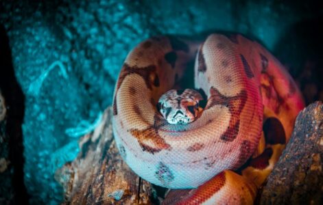 The Most Elusive Snake in the World Rarely Seen by Humans