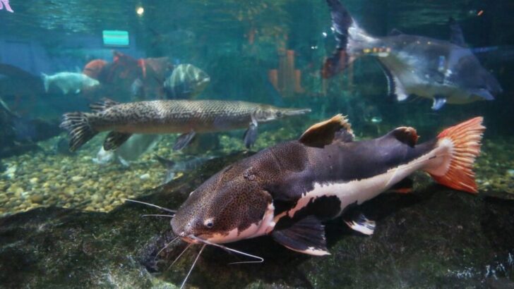 The Biggest Catfish Ever Caught – A True River Monster