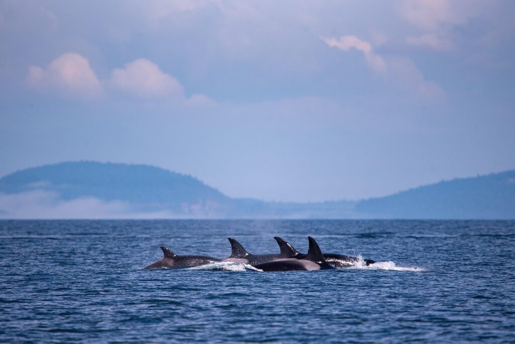breach, orca, killer whales, sea, ocean, nature, outdoors, coast