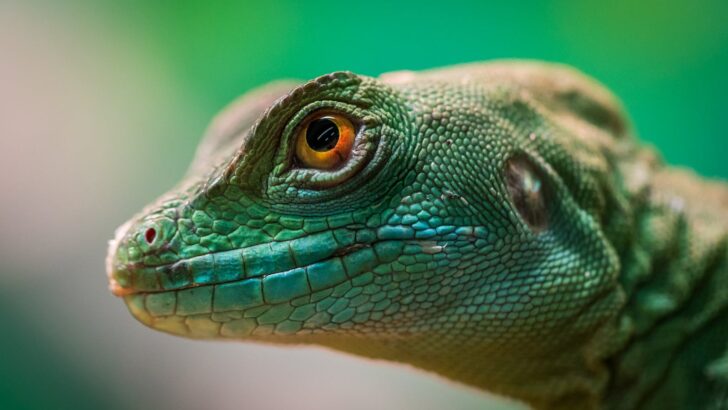 The Strongest Bite Force Ever Measured in a Reptile
