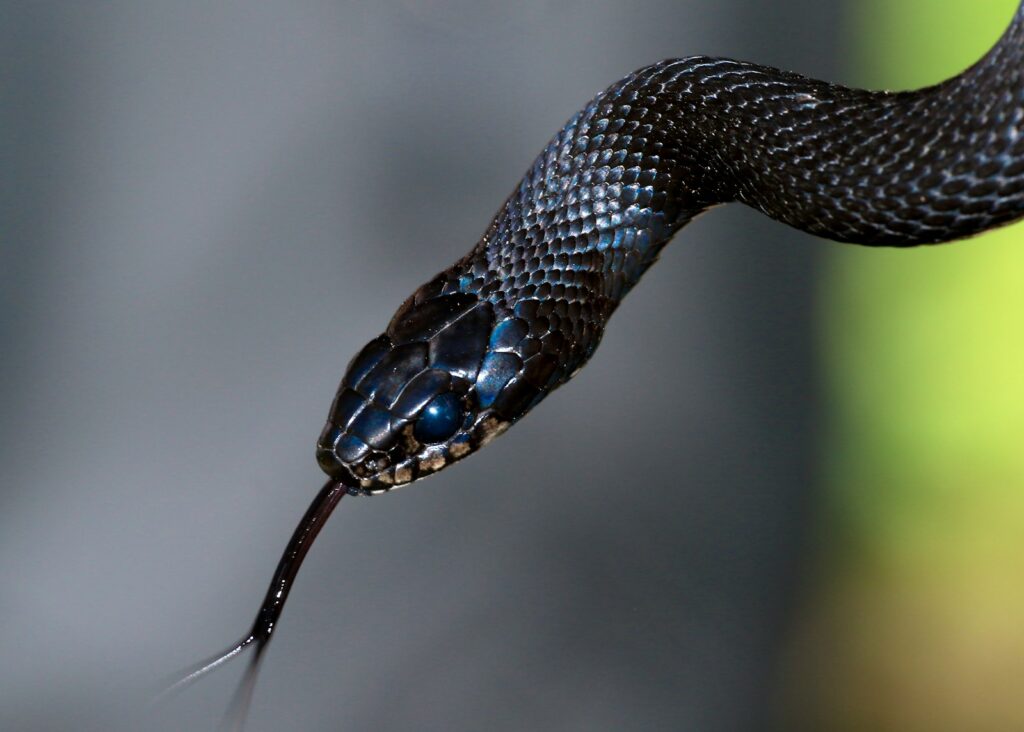 Black snake with its tongue outside of its mouth