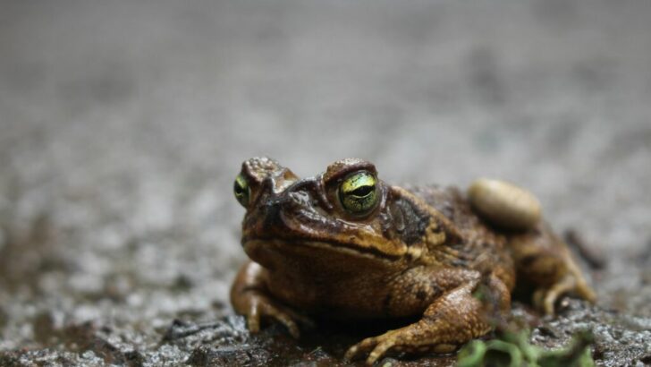 The Most Unusual Way an Animal Hibernates