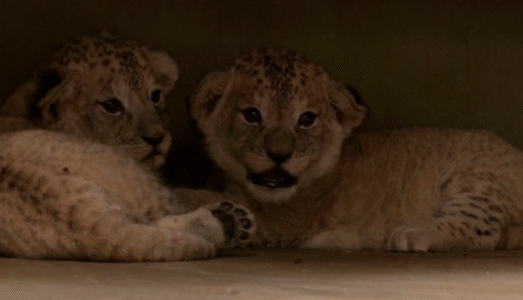 Zoo Welcomes Four Rare Barbary Lion Cubs: A Sub Species Now Extinct in The Wild