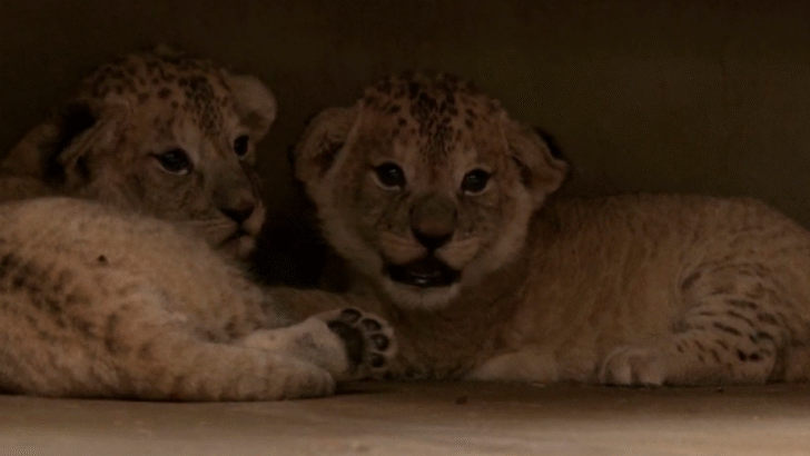 Zoo Welcomes Four Rare Barbary Lion Cubs: A Sub Species Now Extinct in The Wild