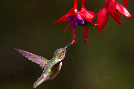 10 Tips And 10 Flowers to Make Your Garden a Hummingbird Paradise