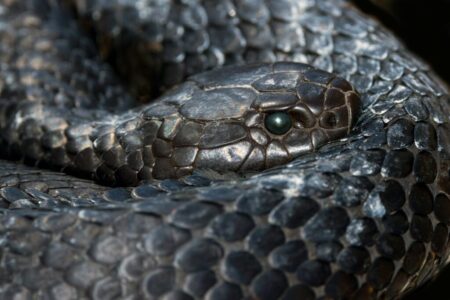 Why Some Snakes Sleep with Their Eyes Open