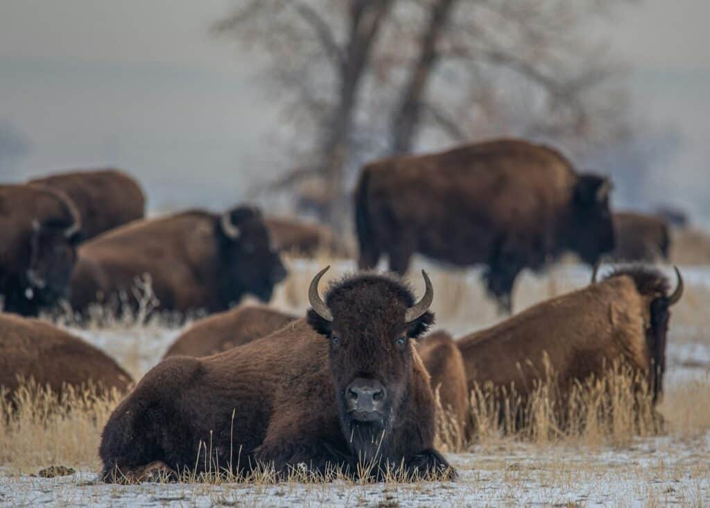 brown bison on green grass field during daytime