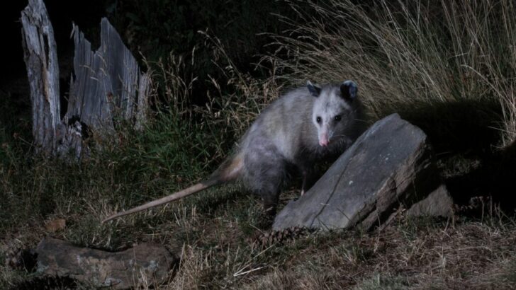 The Animal That Can Play Dead for Hours