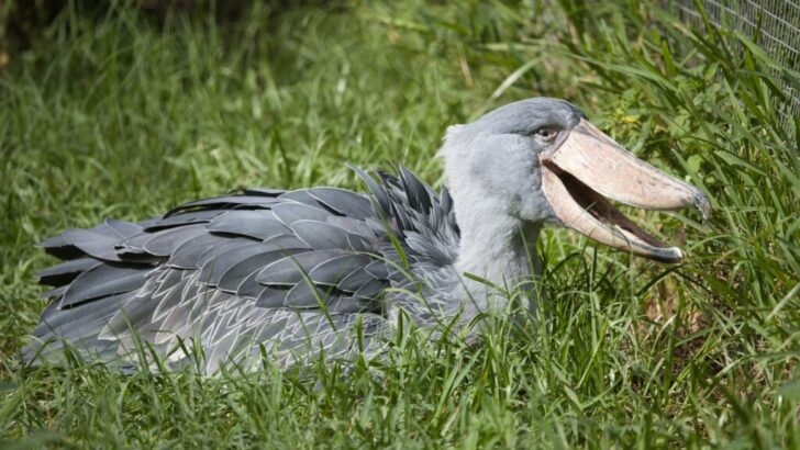 The Most Bizarre Beak in the Bird World