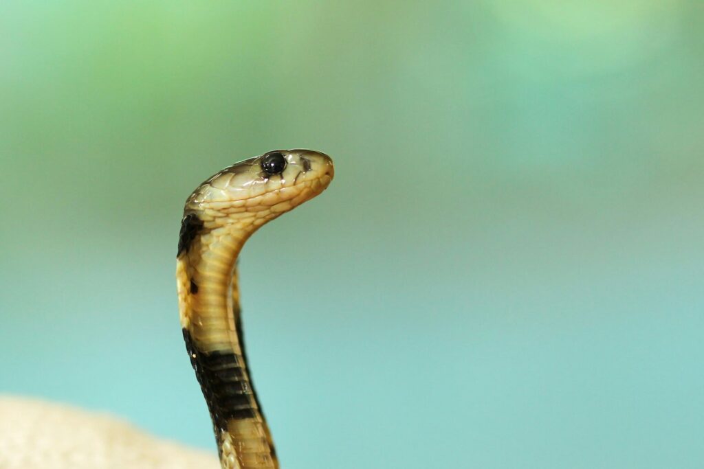 Black and white cobra in an upright position
