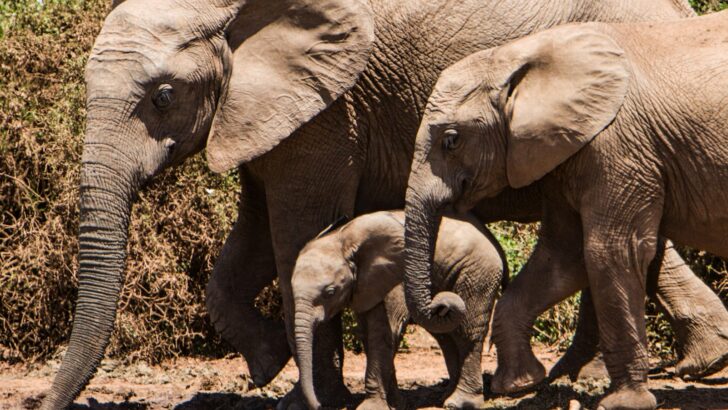 How Wildlife Corridors Help Animals Migrate Safely