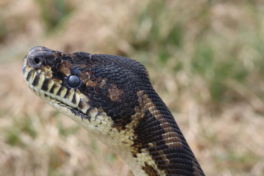 Close-up of a black and brown snake head