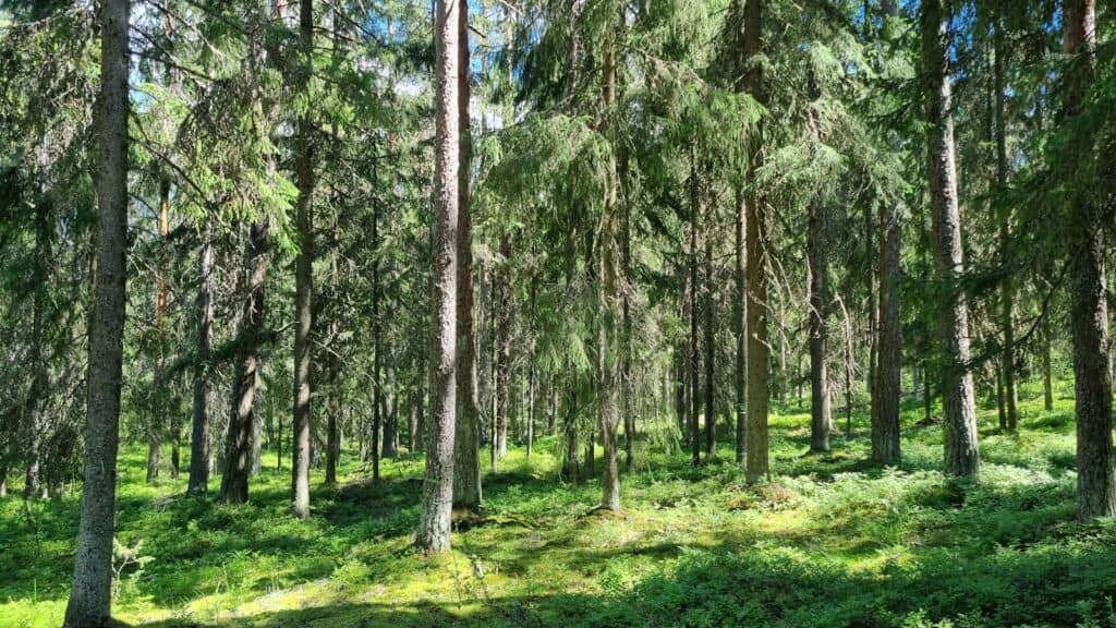 a forest of trees