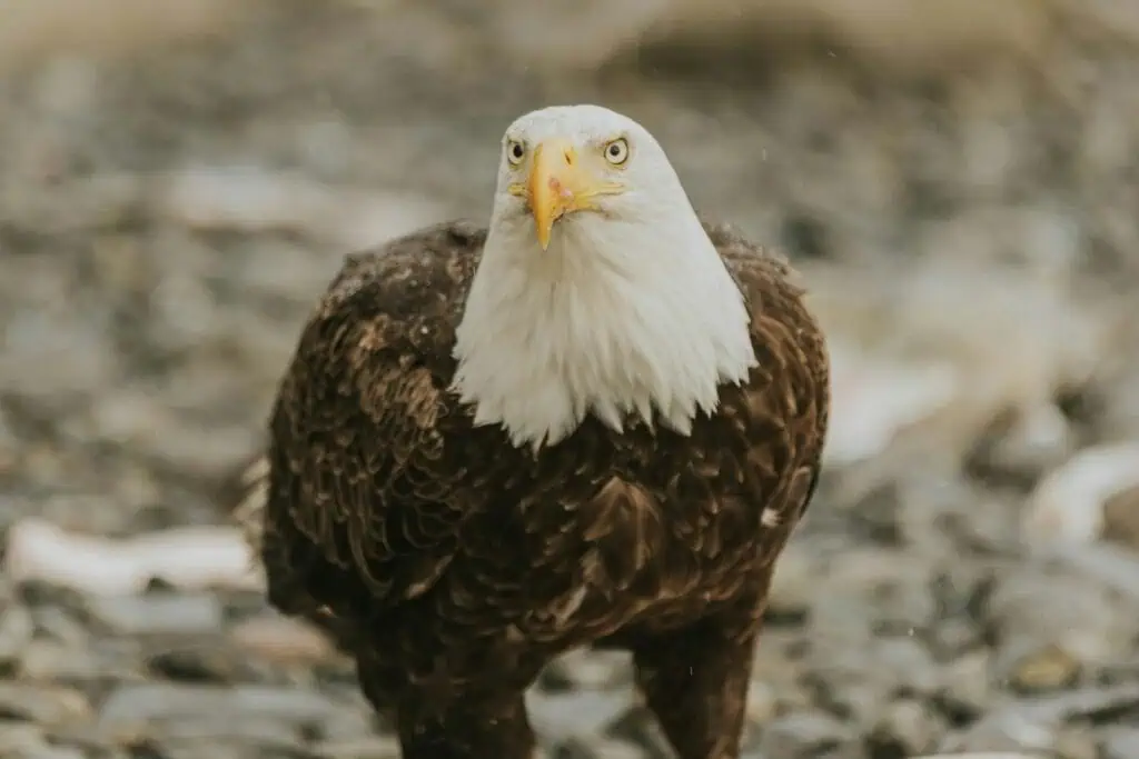 A bald eagle standing on a rocky ground