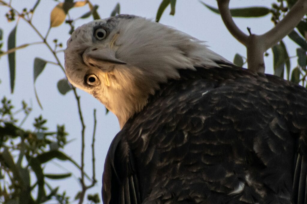 black and white eagle on tree branch during daytime