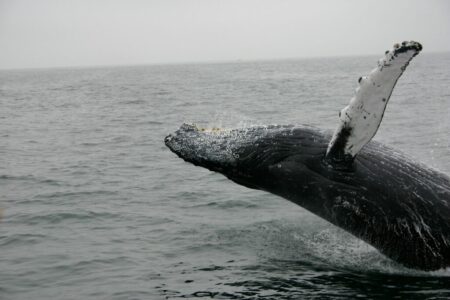 How Do Whales Communicate Across Thousands of Miles?