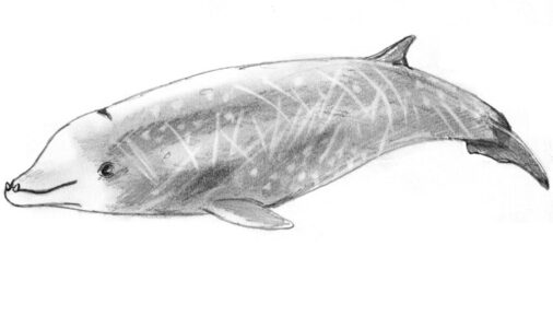 The Mammal That Can Survive the Longest Underwater Without Air