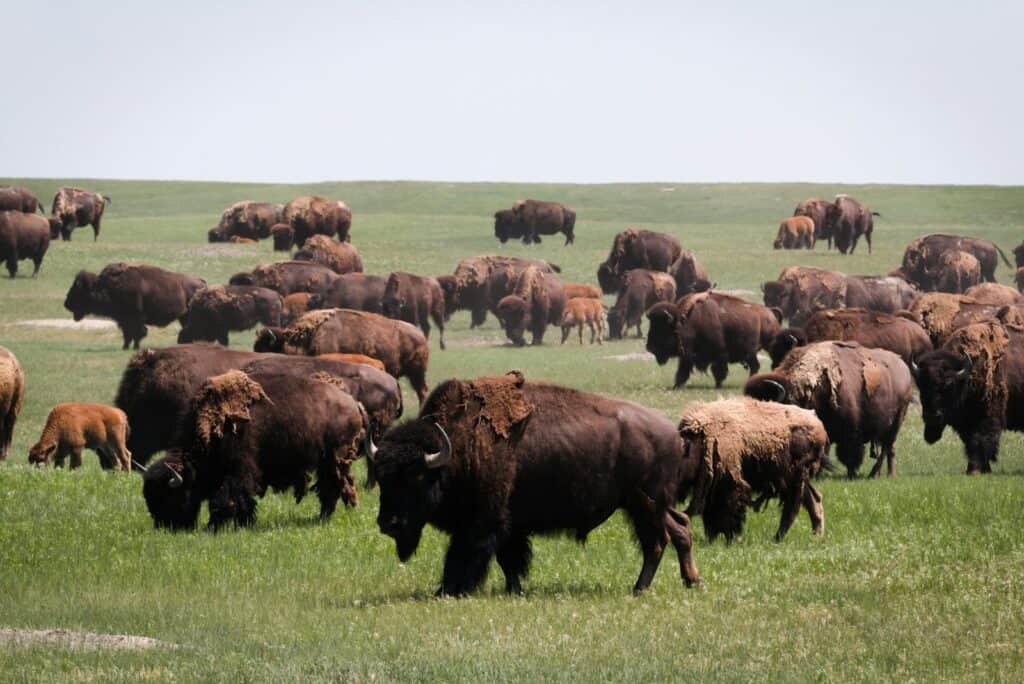 brown buffalo