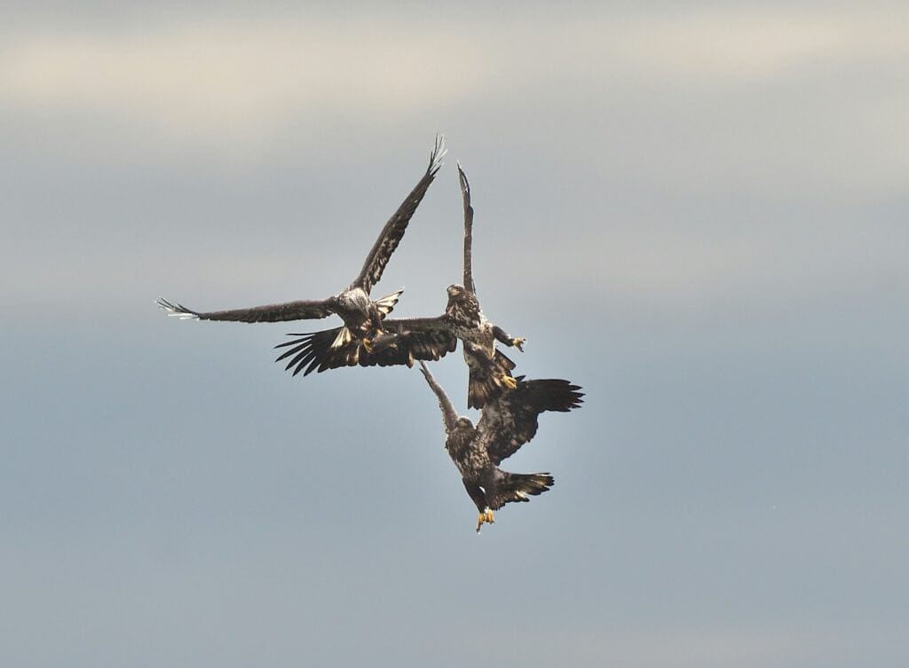 two large birds flying in the sky together