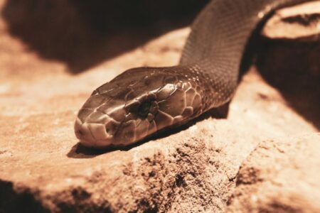 The Venomous Snake That Can Paralyze in Seconds