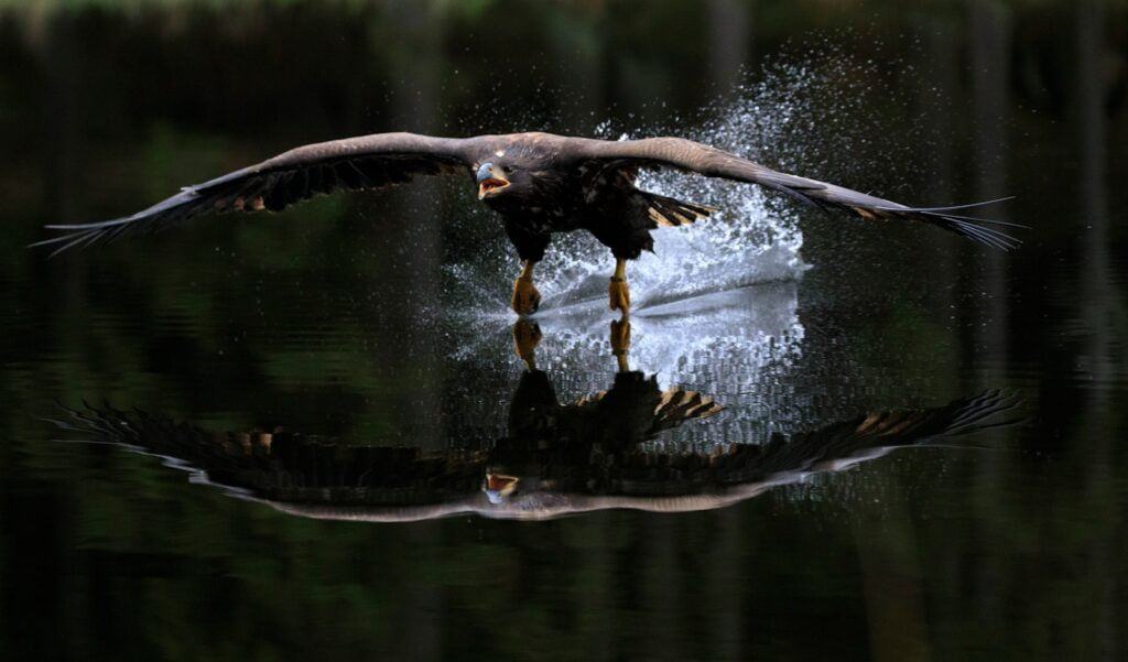 hawk flying over water