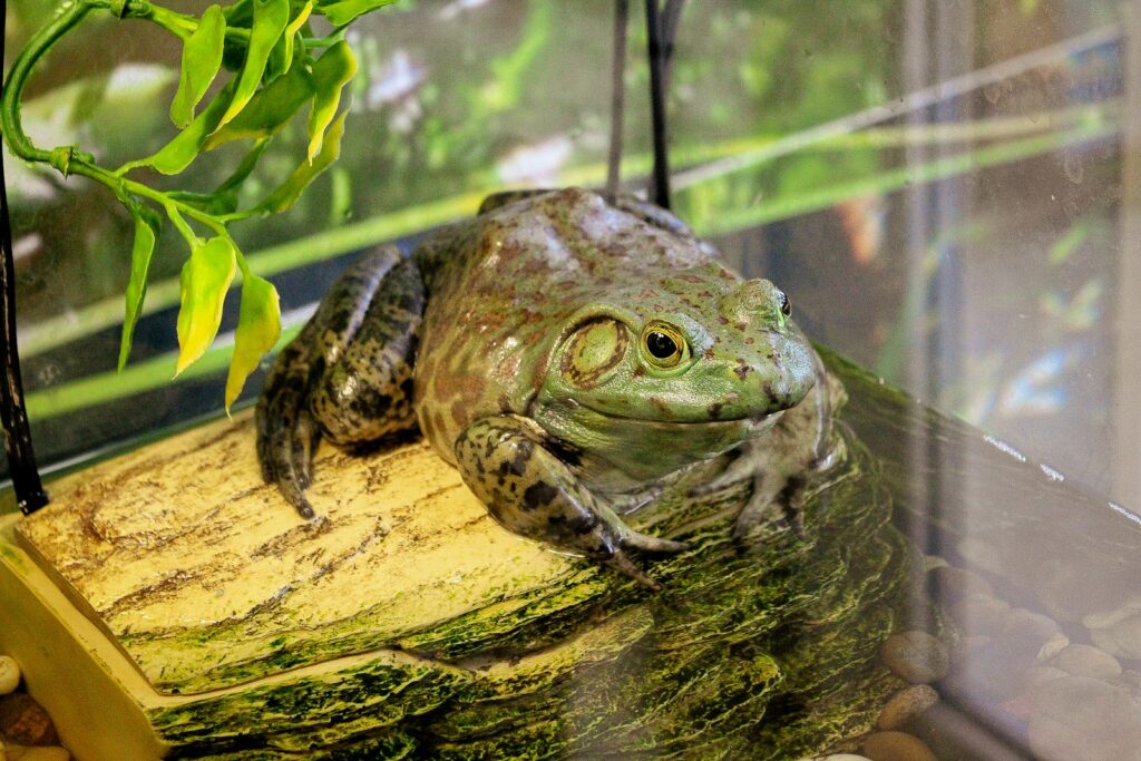 a frog on a branch