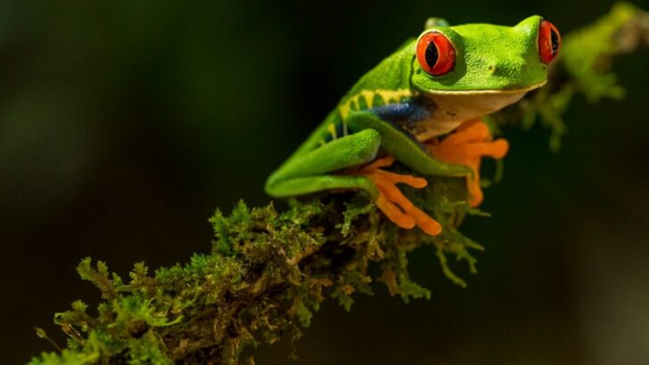 The Smallest Frog Species &ndash; It&rsquo;s Almost Impossible to See