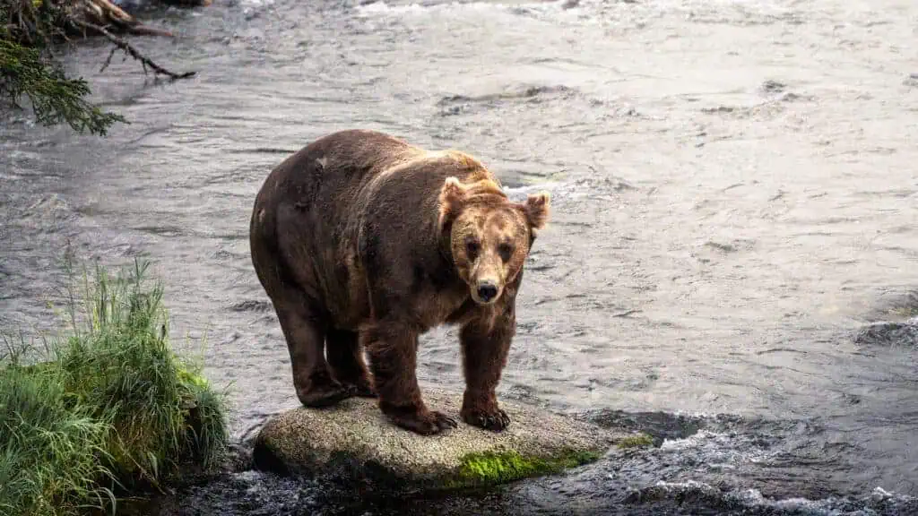 a brown bear standing on a rock in a river