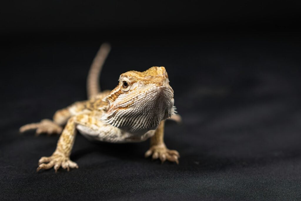 A close up of a small lizard on a black background