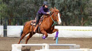 person in black jacket riding brown horse during daytime