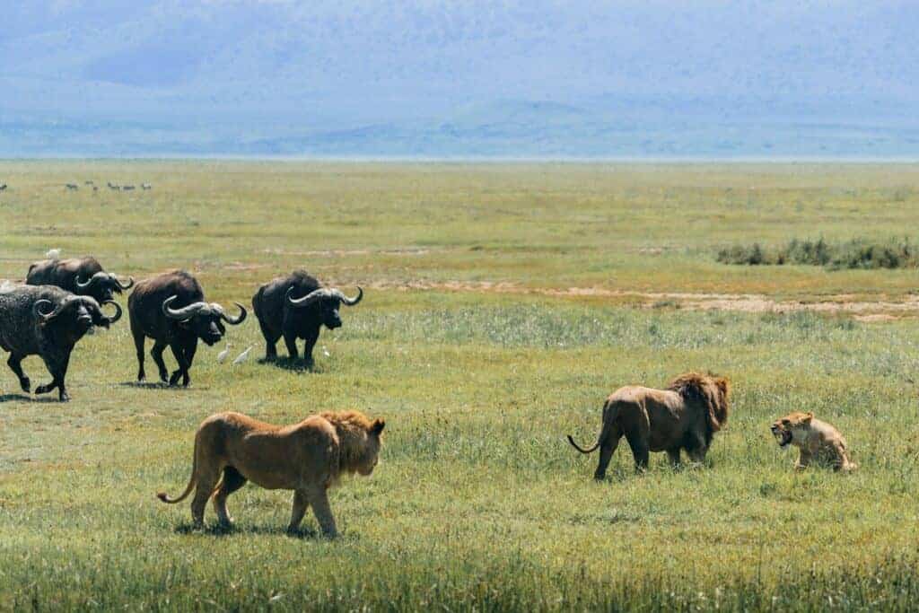 Lions and buffalo on the african savanna.