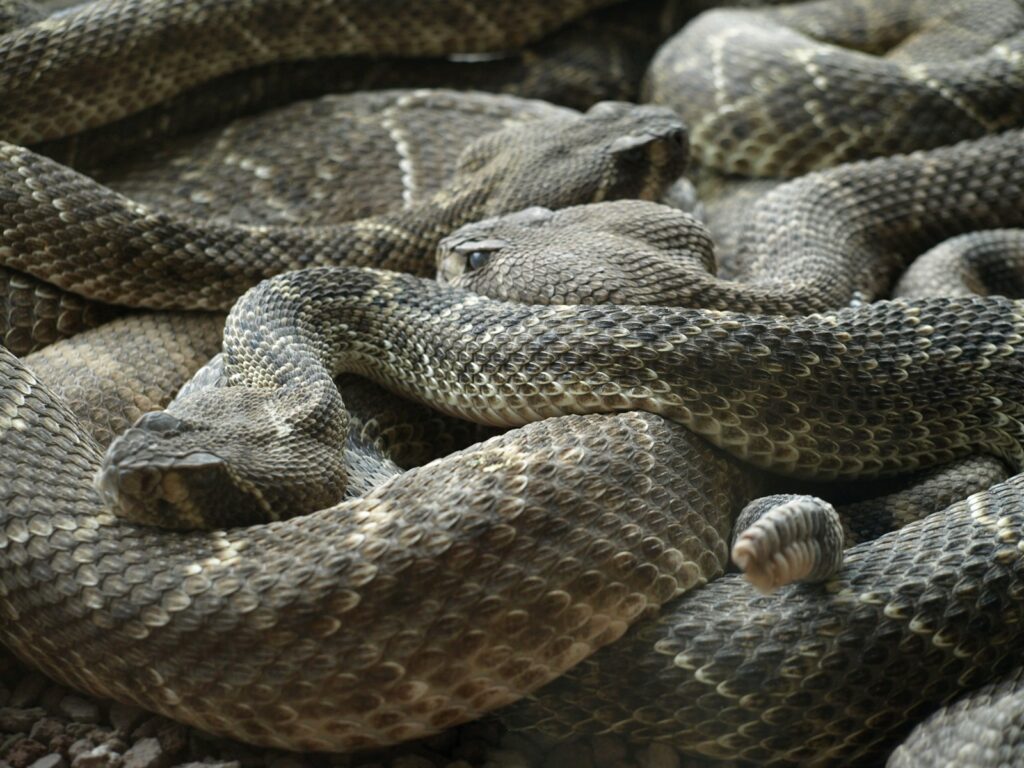 Multiple hognose snakes 