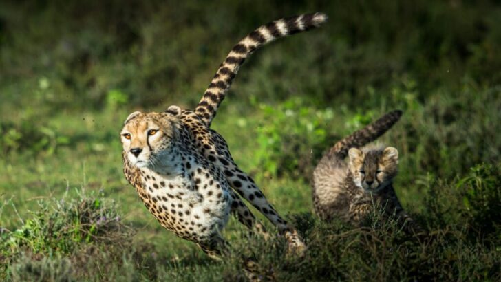 The Most Athletic Animal in the Wild – It Excels in Every Movement