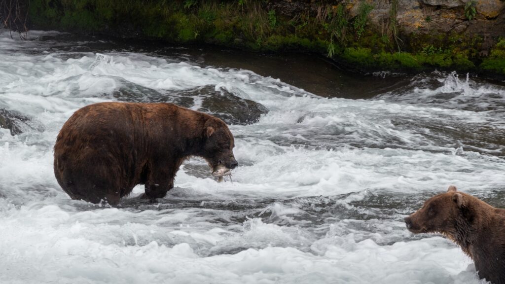 a couple of bears that are standing in some water