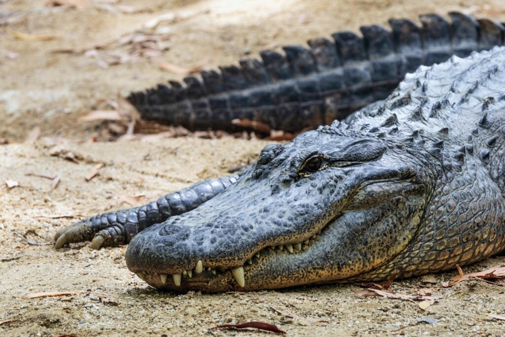 A large alligator laying on the ground